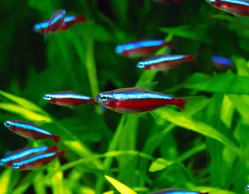 Tropical Fish