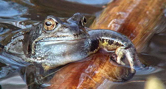 common frog