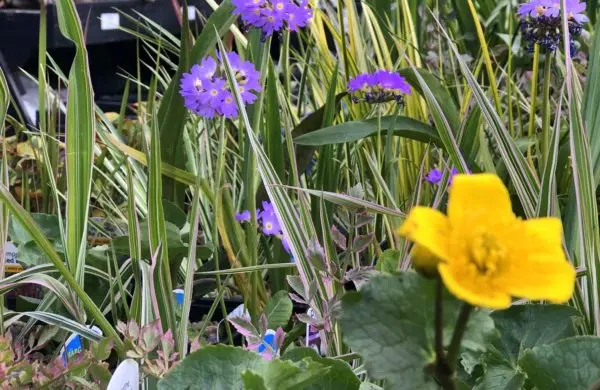 Pond Plants