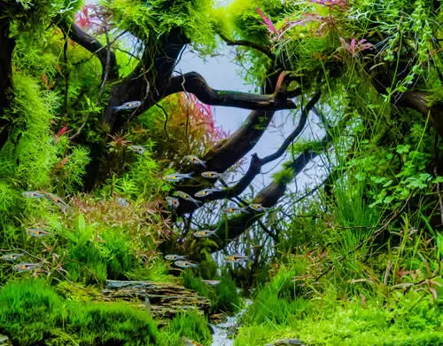 Aquascaping