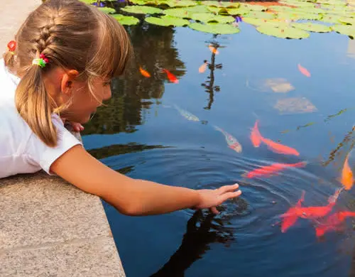 Pond Fish