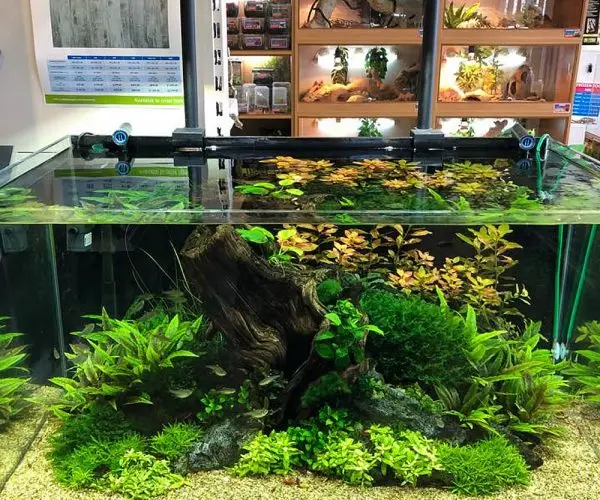aquarium aquascape