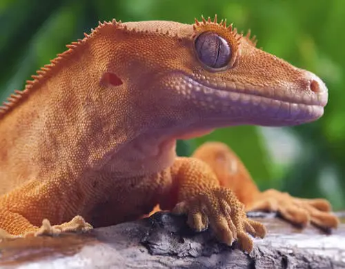 Reptiles