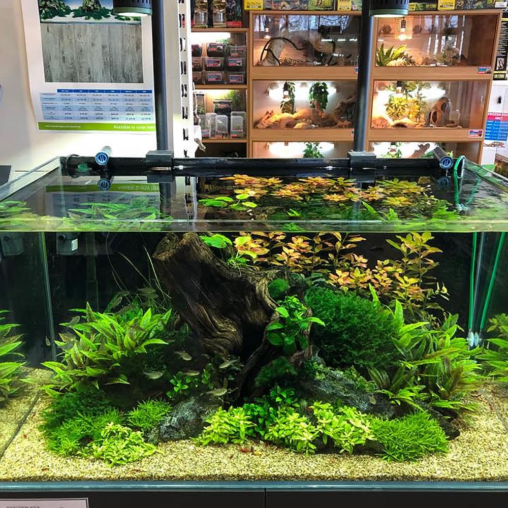 aquarium aquascape