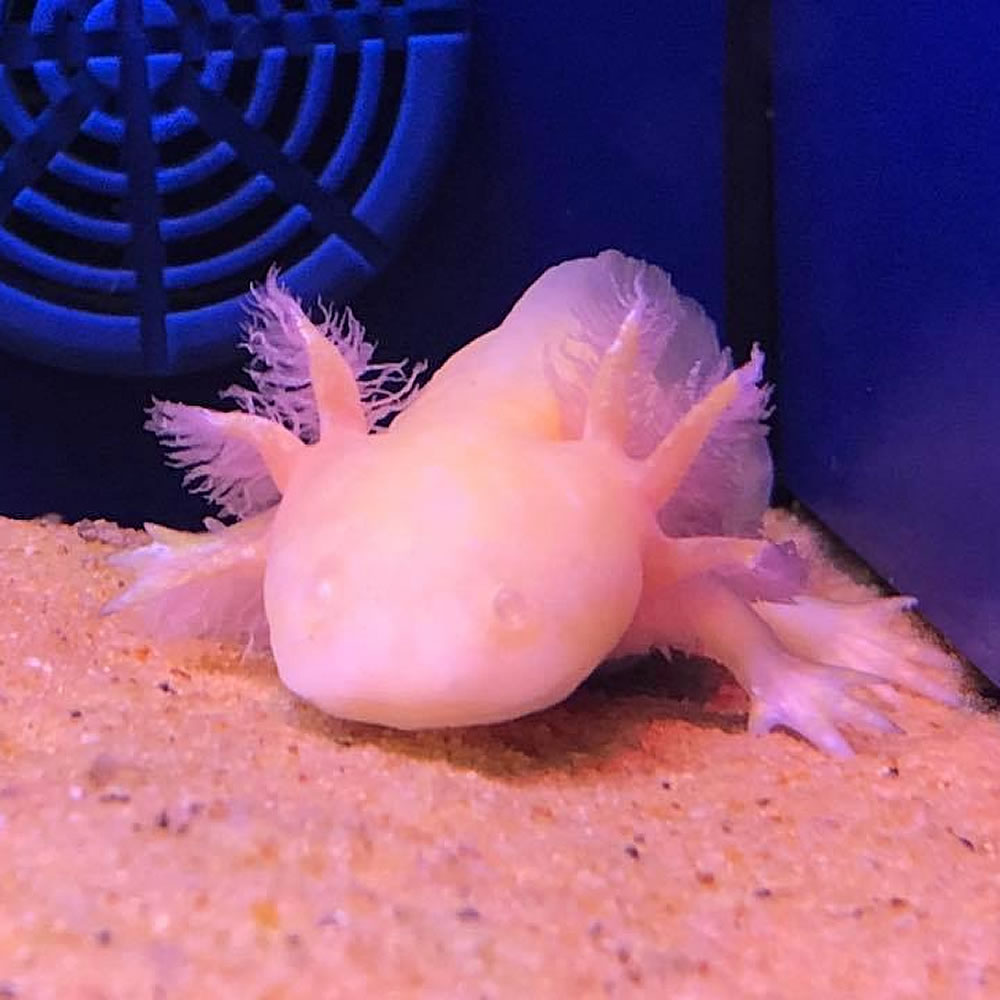 aquarium axolotl