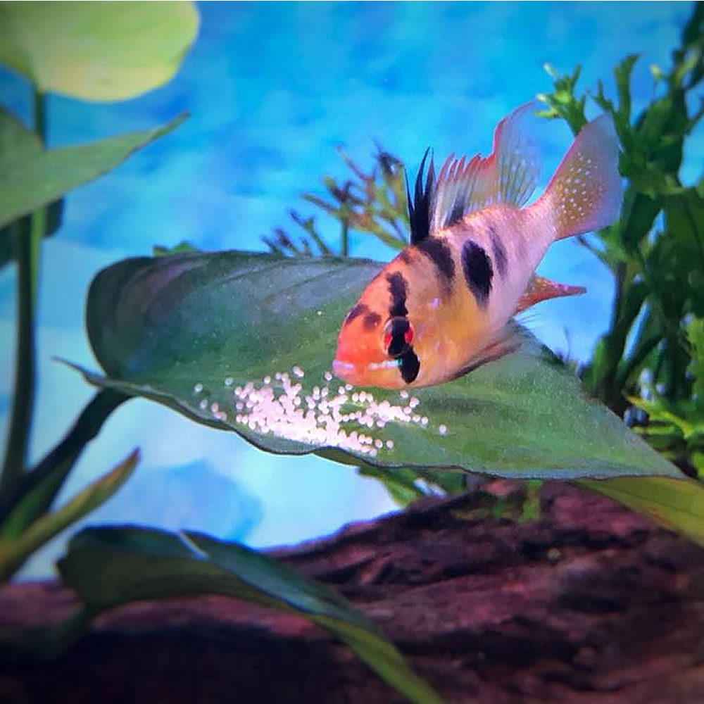 aquarium ram
