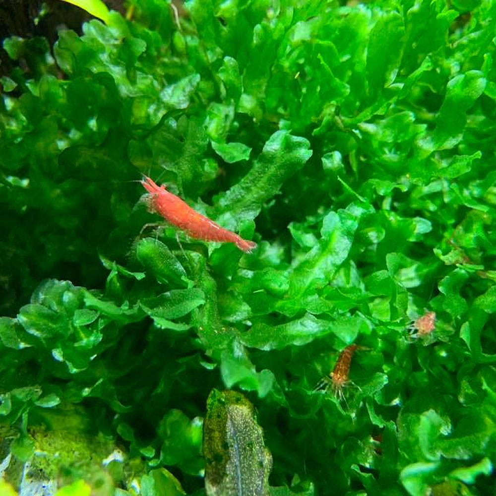 aquarium shrimp