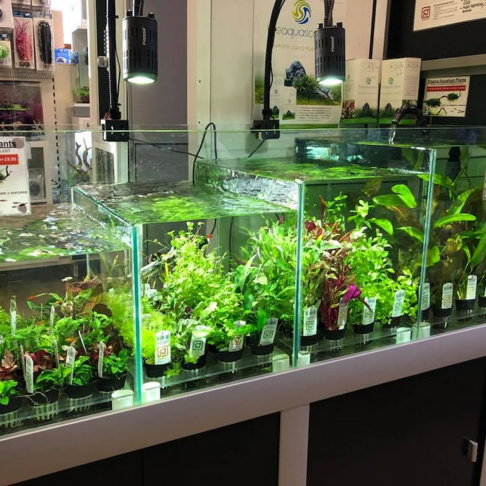 aquarium tropica