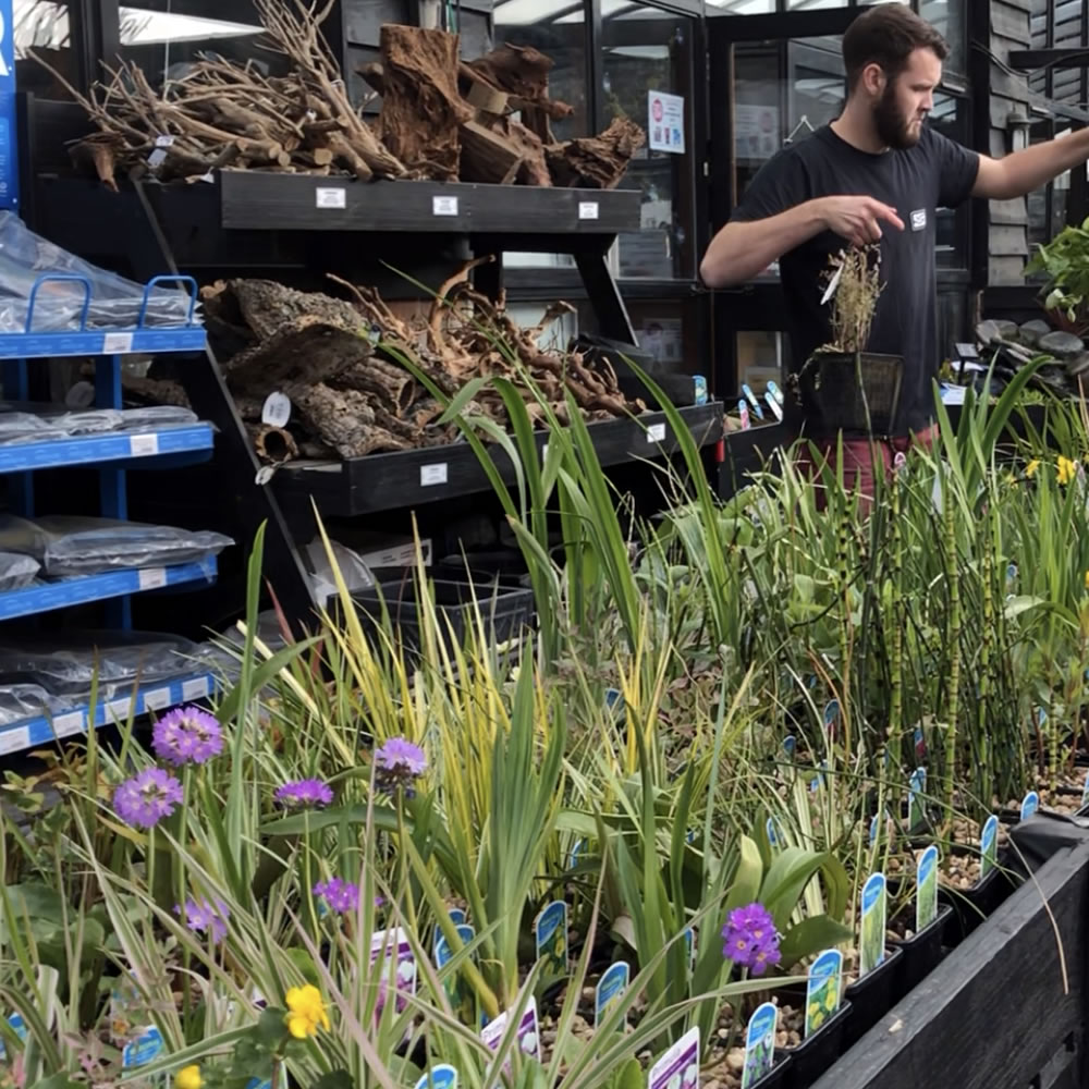 pond plants