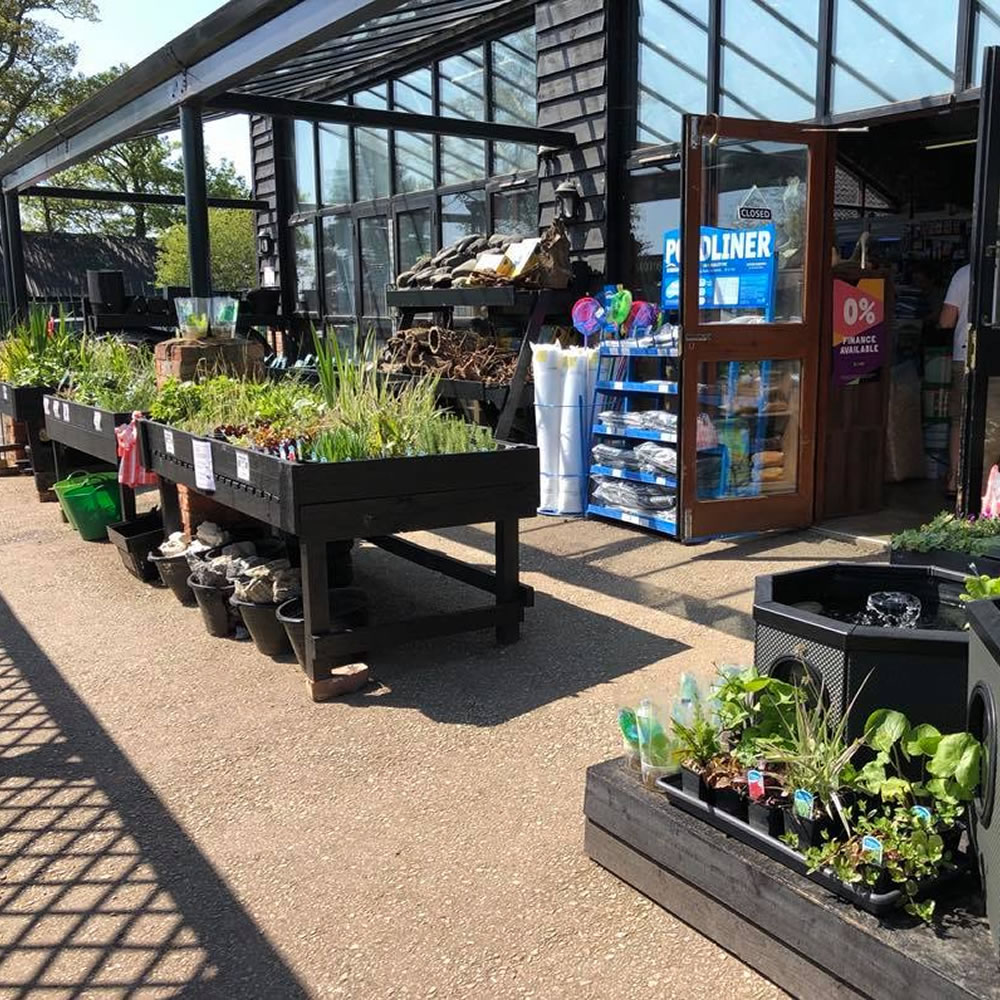 pond plants