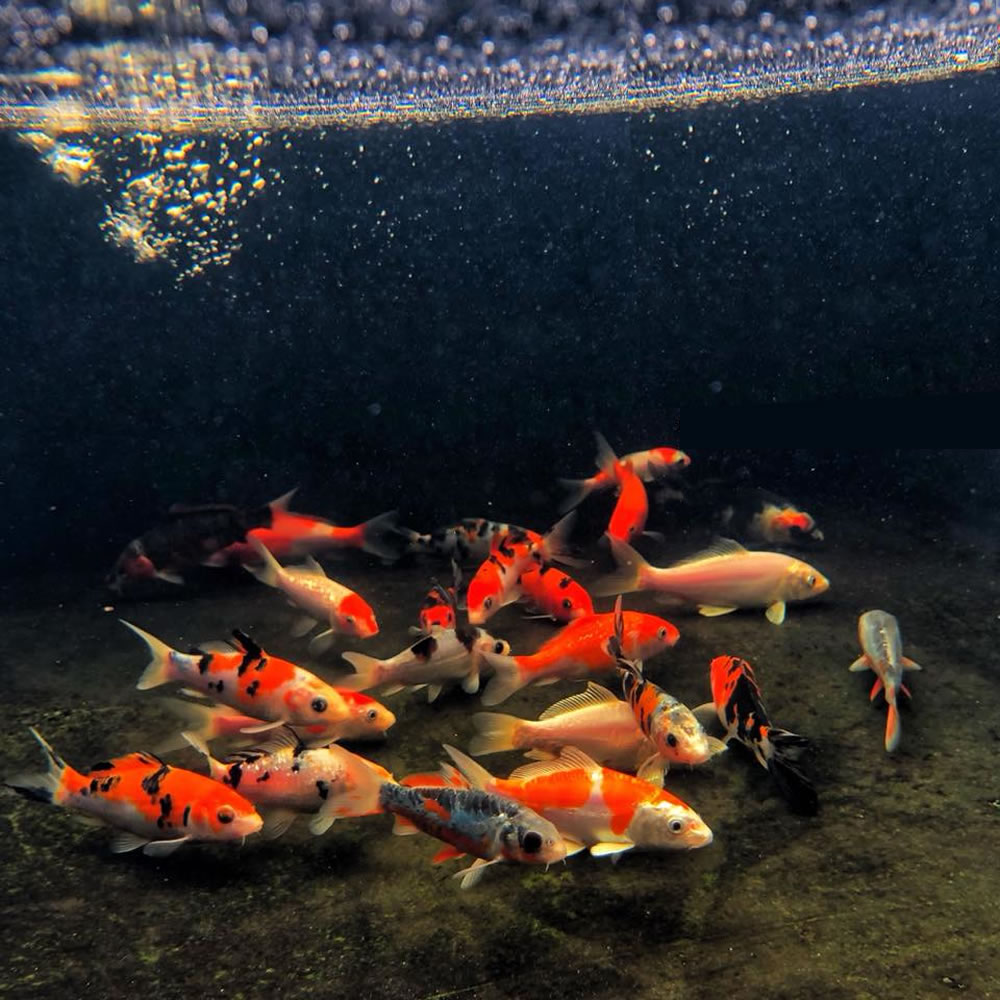 pond koi