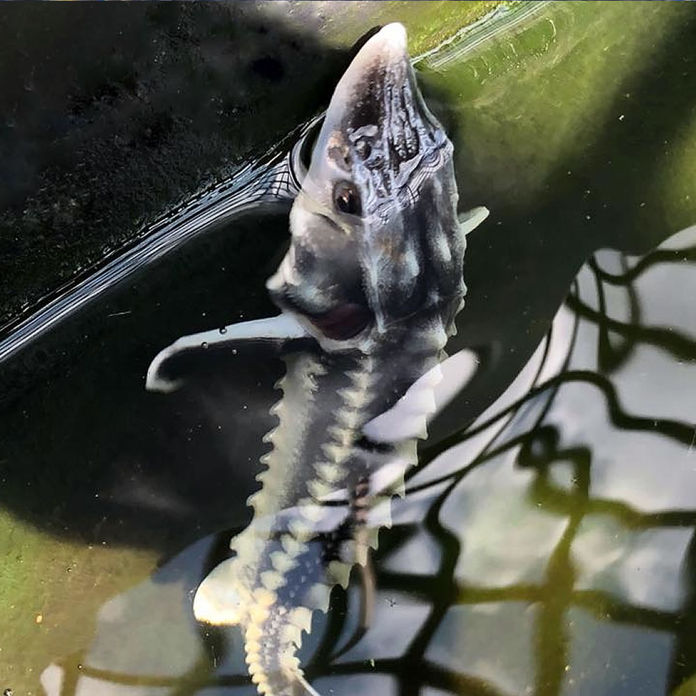 pond sturgeon