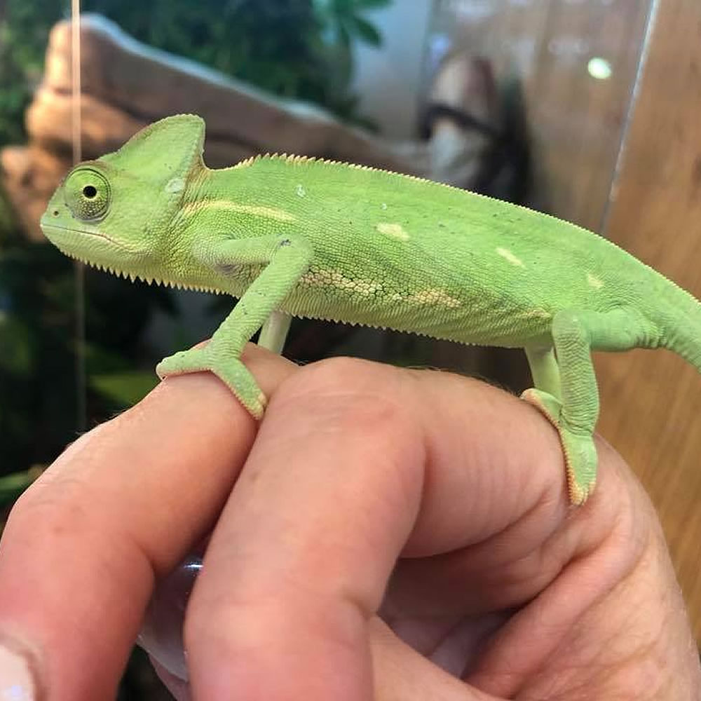 reptile 11