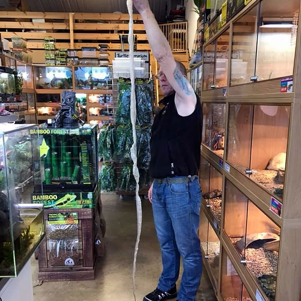 reptile 4