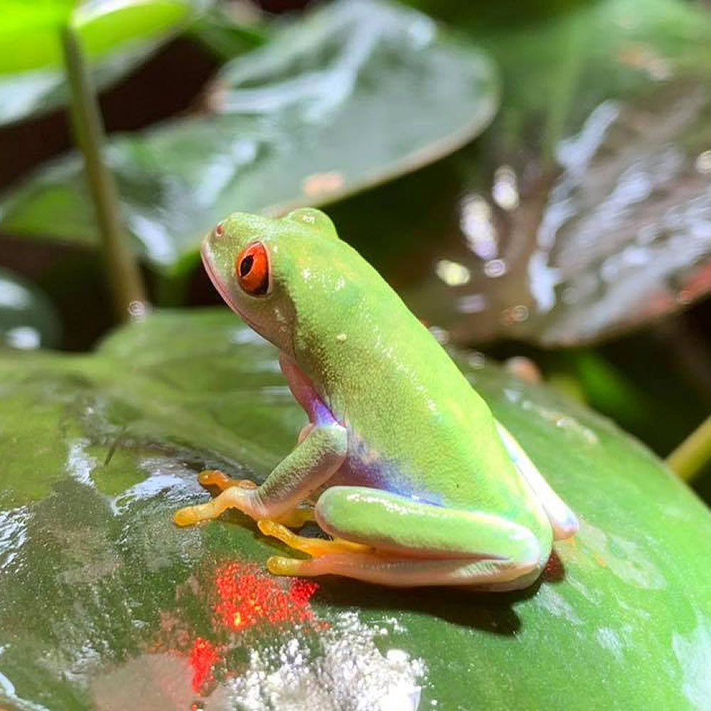 reptile 5